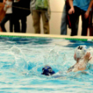 Ceglédi Vasutas Sport Egyesület - HVSC (Hódmezővásárhely) 11 - 6