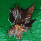 Ősz a Gubody parkban