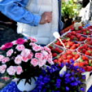 Virágvásár és főzőfesztivál Csemőben