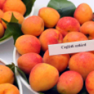 Kajszibarack tanácskozás a Gyümölcskutatóban