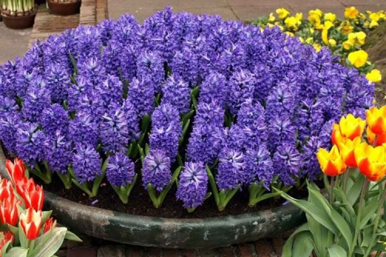 Egy spártai király véréből nőtt virág