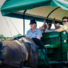 Nyitott Pince Napok - lovaskocsik