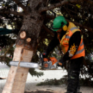 Megérkezett a város karácsonyfája