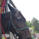 Bor és laskafesztivál - II