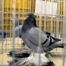 Ceglédi galamb mustra