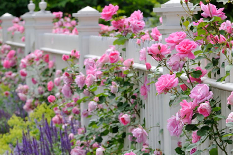 Rózsák és levendulák hétvégéje