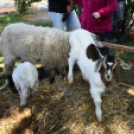 Régi idők piacztere - fotó: Kisfaludi István