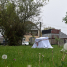 Czigle fűzfákat ültettek a Malom térre