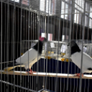 Galambkiállítás Cegléden