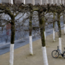 Brüsszel egy ceglédi objektíven keresztül