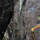 Megmetszették az ostorfákat
