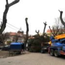 Felállították a város karácsonyfáját