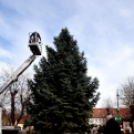 Megérkezett a város karácsonyfája