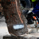 Felállították a város karácsonyfáját