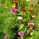 Kováts Zoltán Emlékülés Csemőben