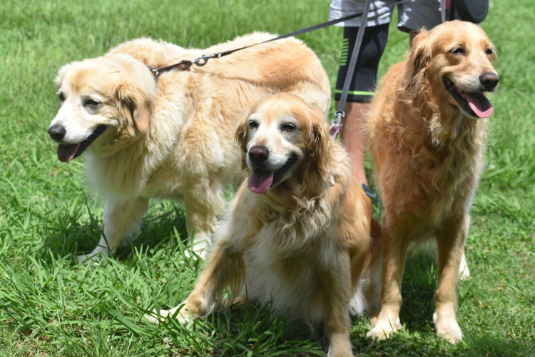 Futók kontra kutyatartók