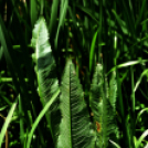 Karanténséta a Gerje parton