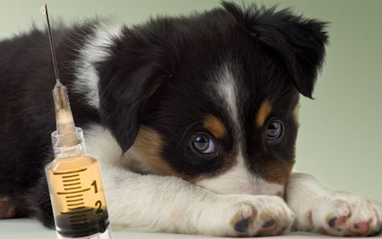 Oltassuk be kedvenceinket!