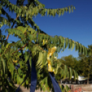 Városi Strandfürdő - Bokrétaünnep