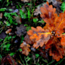 Ősz a Gubody parkban