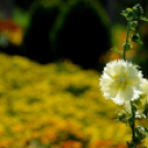 Színpompás bemutató