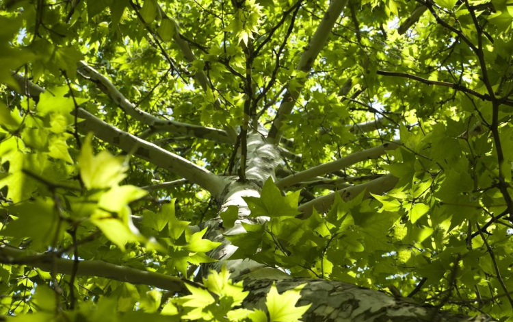 FIGYELEM! Permetezik a város Platán fáit