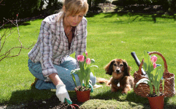 Most ültess virághagymát!