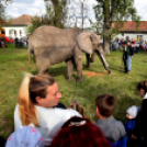 Elefántok érkeztek a Vörösmarty térre