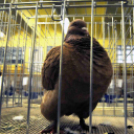 Ceglédi galamb mustra