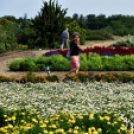 Együttműködésbe kezdett a csemői Marosi Faiskola és a Nemzeti Agrárkutatási és Innovációs Központ