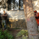 A város karácsonyfája