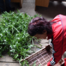 Szebb, virágosabb Ceglédért