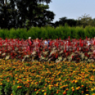 Együttműködésbe kezdett a csemői Marosi Faiskola és a Nemzeti Agrárkutatási és Innovációs Központ