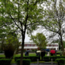 Czigle fűzfákat ültettek a Malom térre