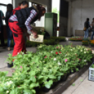 Szebb, virágosabb Ceglédért