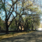 Halló Cegléd - Rákóczi út