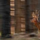 MAFOSZ kiállítás képei