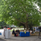 Semmelweis nap Cegléden