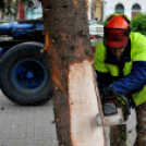 Felállították a város karácsonyfáját