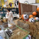 Pályaválasztási kiállítás - 2015