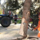 A város karácsonyfája