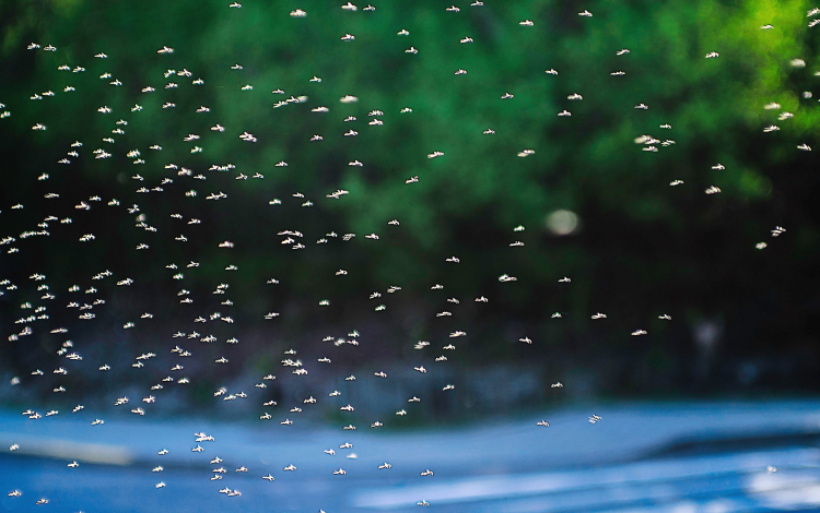 Szúnyogirtás Cegléden 