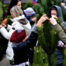 Karácsonyfa díszítő verseny