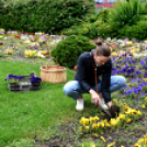 Ments meg egy árvácskát!