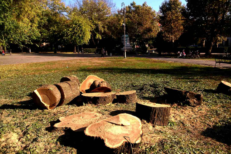 Szabadság téri fák - Nincs miért tovább halasztani...