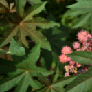 A növénynemesítő nyomában