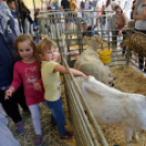 Régi Idők Piacztere az Eötvös téren