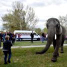 Elefántok érkeztek a Vörösmarty térre