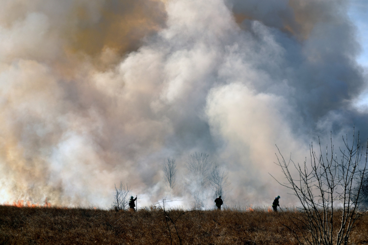 Száraz növényzet égett