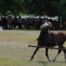 Laska fesztivál - szombat délelőtt